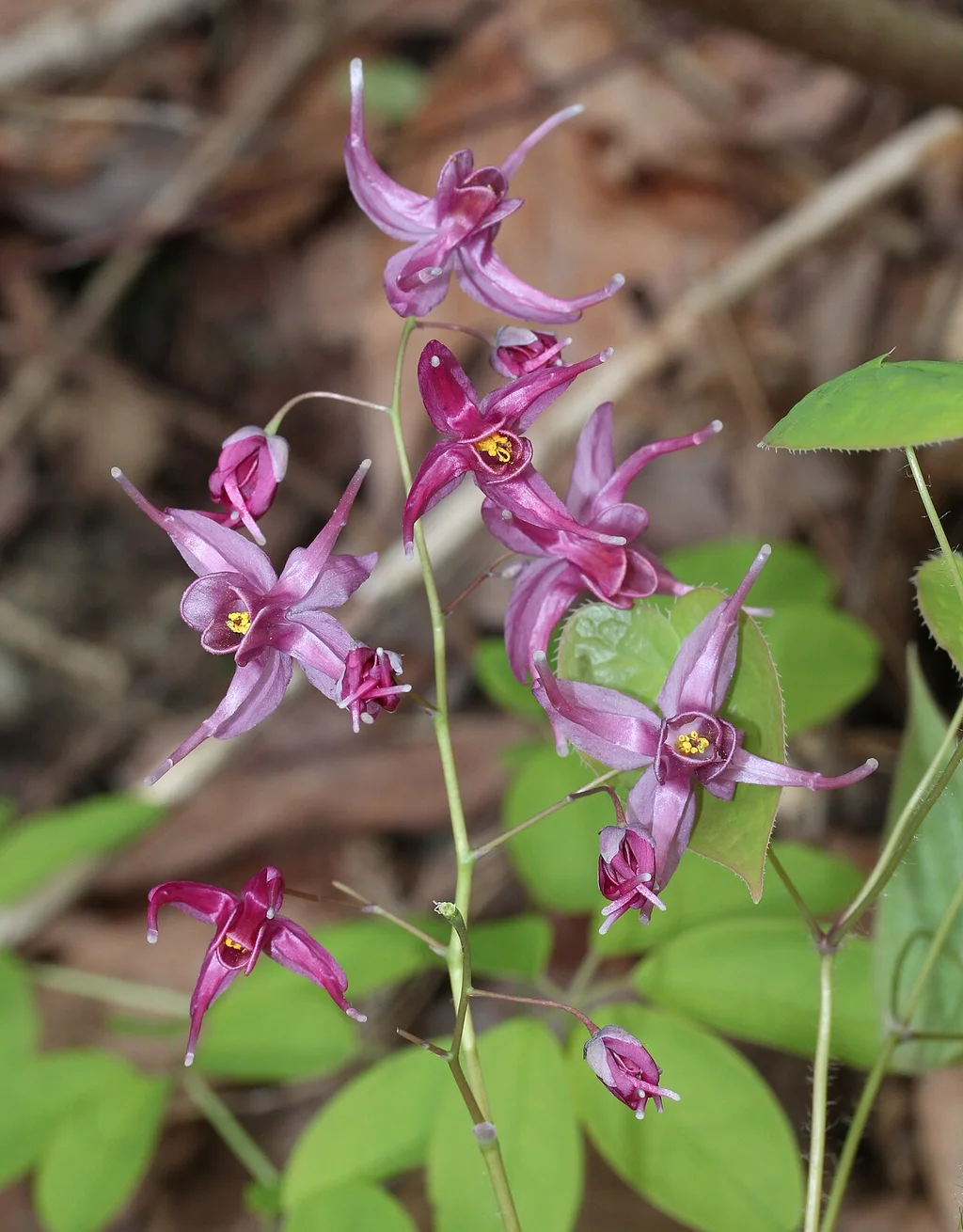 Epimedium (Azgın Keçi Otu) bitkisel içerik görseli